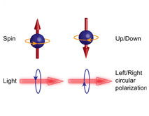 C-SPIN: Spin optical interconnects are possible using light polarization