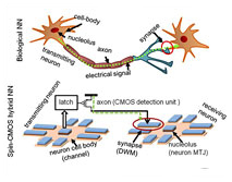 C-SPIN: A compact all-spin neuron-synapse designed using domain wall magnets. M